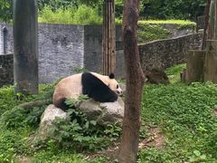 -都江堰中华大熊猫苑
