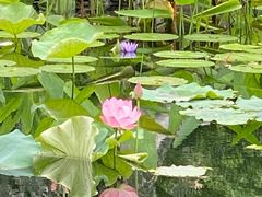 -星河湾半岛酒店-真粤中餐厅