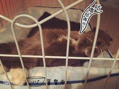 -Oh My Dog宠物沙龙(伊珊娜皮毛护理店)