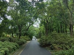 -上海滨江森林公园