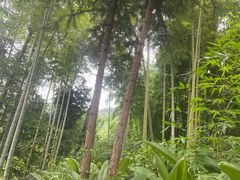 -沐川竹海旅游景区