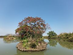 -大湾区中央湿地公园