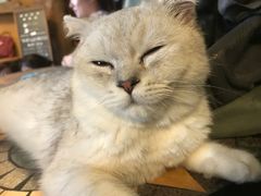 -猫猫幼稚园·撸猫·桌游·电玩