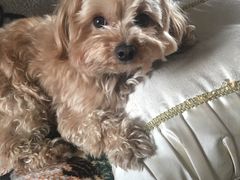 -爱侣宠医·鹦鹉专科·小型哺乳类·异宠专科(灵石路店)