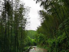 -蔡伦竹海