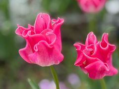 -上海鲜花港