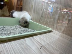-屋虎猫馆(宝安大仟里店)