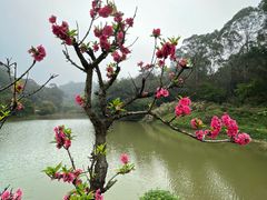 -南国桃园旅游度假区