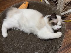 -艾贝尔宠物医院·狂犬免疫点(江山金象城店)