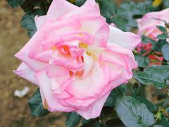 -人民公园(罗湖区)