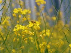 -光明小镇欢乐田园