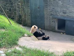 -都江堰中华大熊猫苑