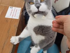 -猫小院猫主题咖啡厅(北锣店)