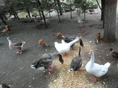 -大青山野生动物园