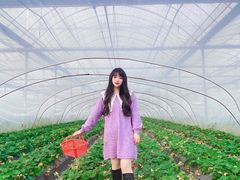 -喜杨洋草莓采摘园