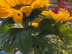 -三色堇(小通巷店)