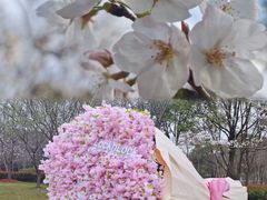 -顾村公园