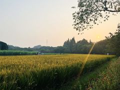 -八卦田遗址公园
