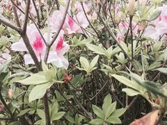 -大埔公路-马料水段香港中文大学(公交站)