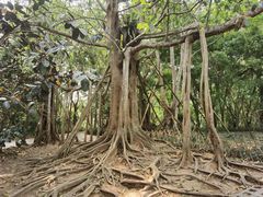 -中国科学院西双版纳热带植物园