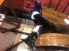 -猫色咖啡·猫咖