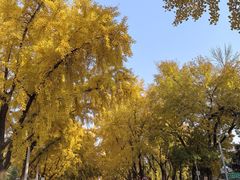 -三里屯东五街银杏大道