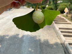 -遵化市禅林寺古银杏风景园