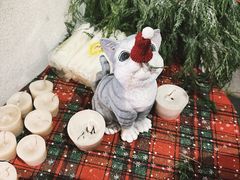 -秀儿家の小确幸花园西餐厅