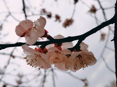 -无锡梅园公园