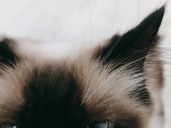 -喵的天空名猫咖啡馆·撸猫·猫舍·用品