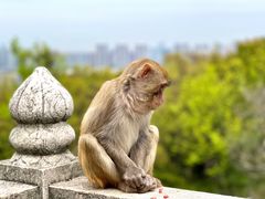 -苏州上方山国家森林公园