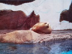 -海合安成都极地海洋公园