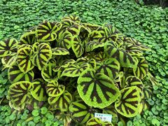 -石家庄市植物园