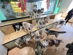 -Husky Go! 哈士奇体验馆·宠物咖啡厅狗咖