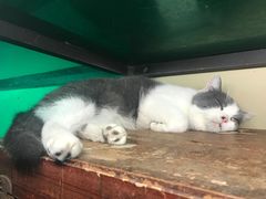 -猫咪博物馆(顶澳仔猫街店)