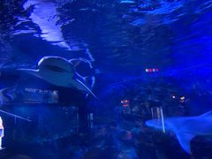 -烟台海昌鲸鲨海洋公园