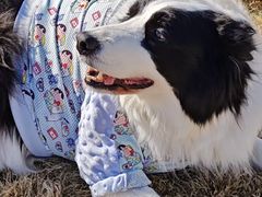 -趣玩宠物乐园寄养训犬训狗游泳池