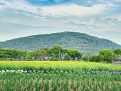 -苏州太湖西山岛开心农场