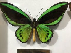 -上海昆虫博物馆