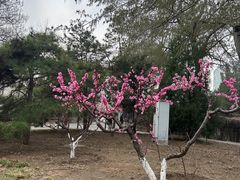 -朝阳公园游乐园