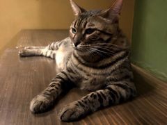 -猫猫幼稚园·撸猫·桌游·电玩