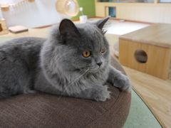 -猫和宫(六道口店)