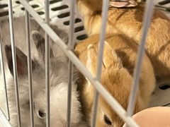 -猫猫幼稚园·撸猫·桌游·电玩