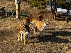 -沈阳森林动物园