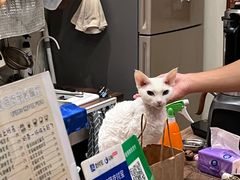 -有猫咖啡umeow coffee