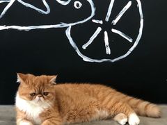 -瞄一喵猫咖(格力海岸店)