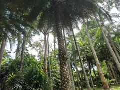 -中国科学院西双版纳热带植物园
