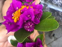 -遇龙河大樟树农家乐