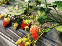 -胜丰草莓采摘园