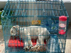 -翊宠yipet猫狗购宠庄园犬舍•猫舍